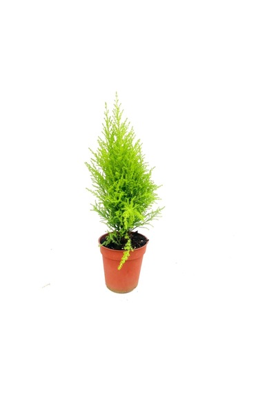 Videolu 1 Adet Kokulu Limoni Servi Fidanı 40-60 Cm Saksılı Dış Mekan Ağaçları Lemon Cypress