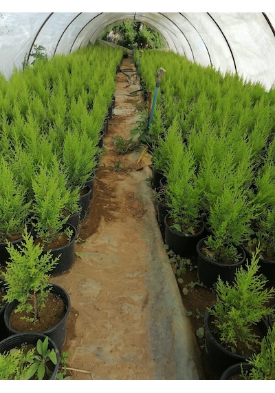 Serada Decor Plant Limon Selvi Çam 10 Adet Kokulu Cupressus Macrocarpa Goldcrest Saksılı 40-50 Cm