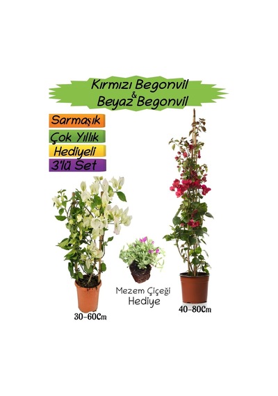 Kırmızı Renk Begonvil+beyaz Begonvil+mezem Çiçeği 3'lü Peyzaj Seti