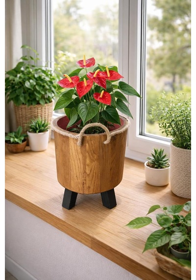 İnci Mobilya Ahşap Ahşap Saksı Yuvarlak Orta Boy Saksılık Natural 35x22x22 Standart