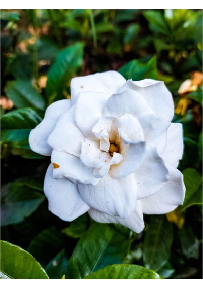 Videolu Gardenya Çiçeği 25 45 Cm 1 Adet Saksılı Ev Ofis Iç Mekan Bitkisi Gardenia