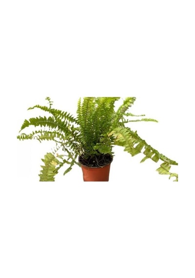 Aşk Merdiveni Çiçeği Fidanı 10-30 Cm