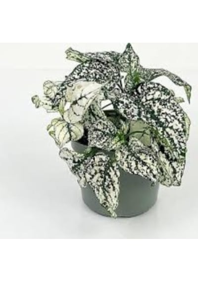 Fittonia Fittonya 3 Adet Farklı Renk 10-20 Cm