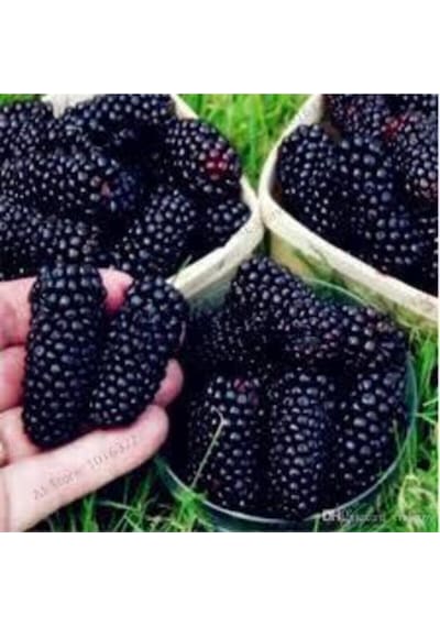 30 Adet Tohum Eko Paket Böğürtlen Tohumu Ahududu Tohumu Ithal Süpriz Hediye Bonsai Ağacı Tohumu..