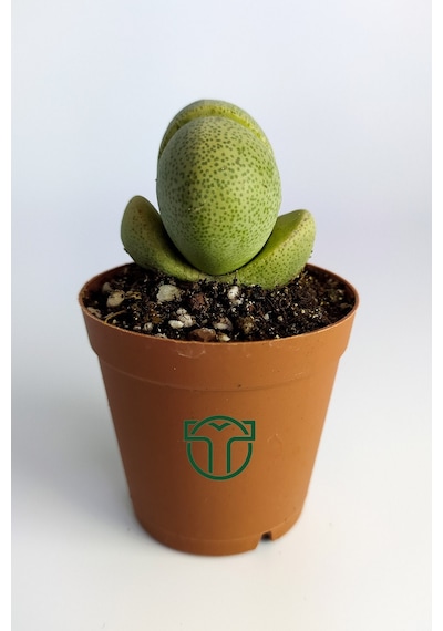Pleiospilos Nelii Özel Tür Kaktus Çiçek Açan Kaktüs 5.5 Cm