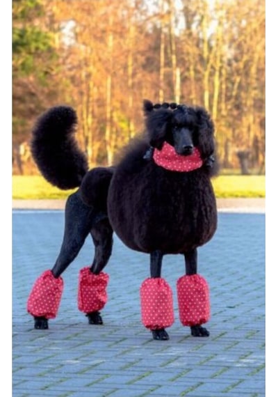 Show Tech Polka Dots Kırmızı Puantiyeli Orta Boy Poodle İçin Paça Tüyü Koruyucu Kılıf 4'lü Set Kırmızı