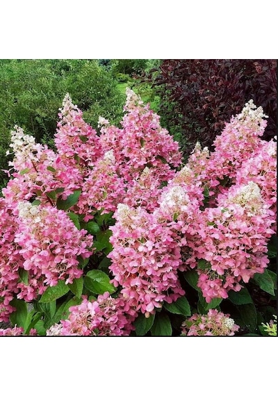 Soğuklara Dayanıklı Hydrangea Anomala Pink Lady Ortanca Fidanı