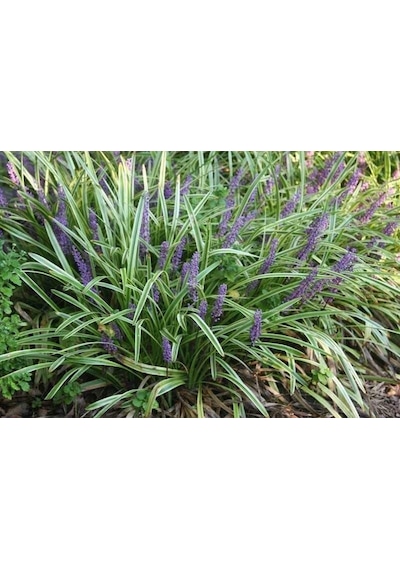 Çim Zambağı 20 Adet 'Liriope Muscari Variegata'
