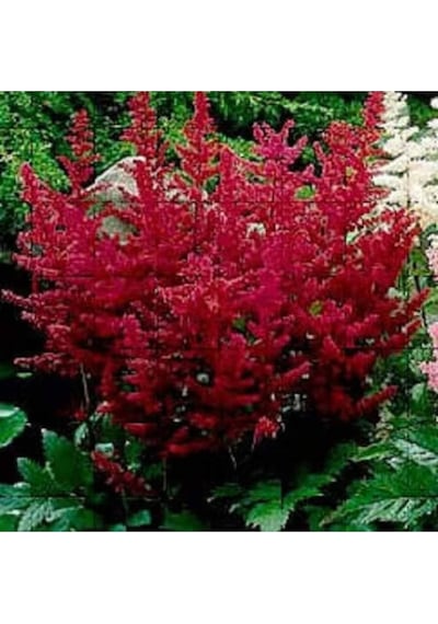30 Adet Mıxed Colors Astılbe Bunter Tohumu