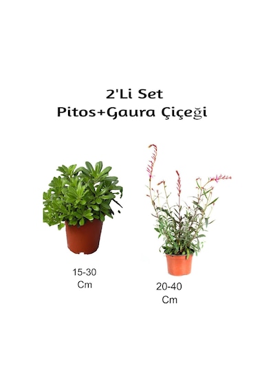 Pitos+ Gaura Çiçeği 2'li Set Dış Mekan Bitkisi