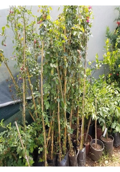 1 Adet Pembe Beyaz Gül Fidanı 40-80cm Saksılı Rose Sapling