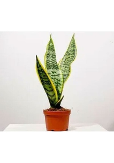 Sarılı Kılıç Çiçeği Fidanı 20-40cm Saksılı Çiçekli Bodur Bitkiler Sansevieria Trifasciata