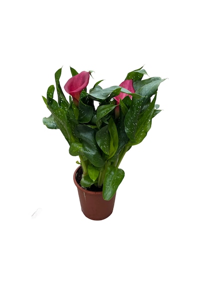 Calla Lilly 'pink' Gala Çiçeği