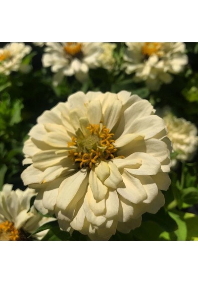 Dahlia Çiçekli Krem Zinya Çiçeği Tohumu 40 Tohum
