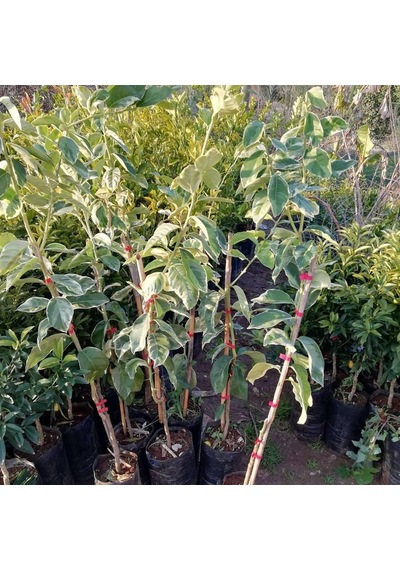 4 Yaş Aşılı Tropikal Pembe Alacalı Limon Fidanı. Torbada