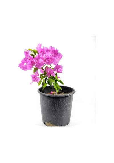 Begonvil Fidanı Bougainvillea Bahçe Balkon Teras