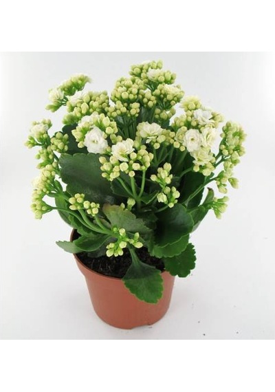 Kalanşo Çiçeği Kalanchoe 4 Adet