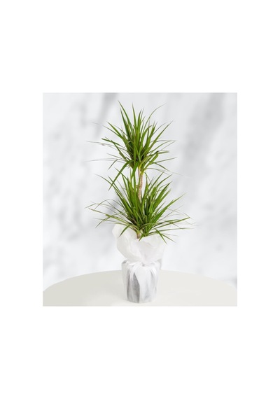 Marginata 2li Süslü 50-60cm - 607051812