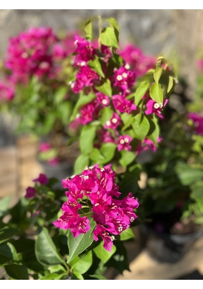 Begonvil Fidanı 40-60 Cm - Fuşya Bougainvillea
