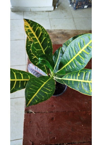 Kroton Bitkisi - Large Kraton - Croton Petra