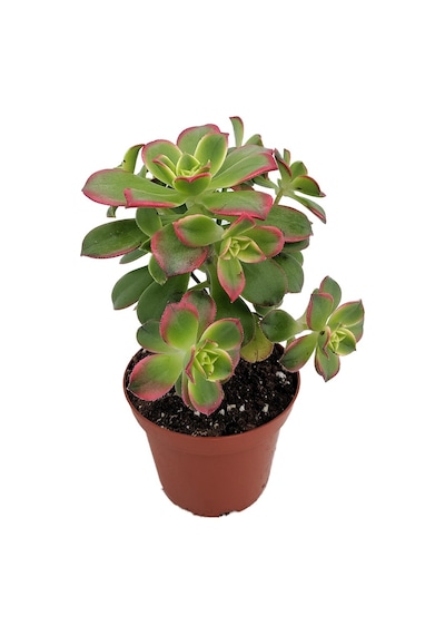 Aeonium Kiwi Gökkuşağı Sukulent 10 Adet
