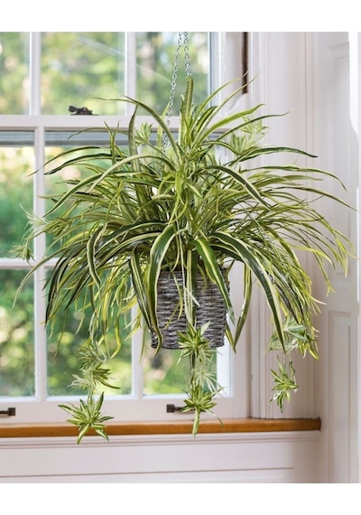 Chlorophytum Comosum Kurdele Çiçeği Askılı Saksıda Dolgun Formlu