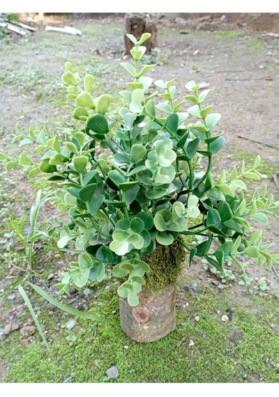 Kütük Saksıda Lüks Okaliptüs Şimşir Doğal Görünümlü Yapay Çiçek Hediyelik Masaüstü Dekoratif Obje