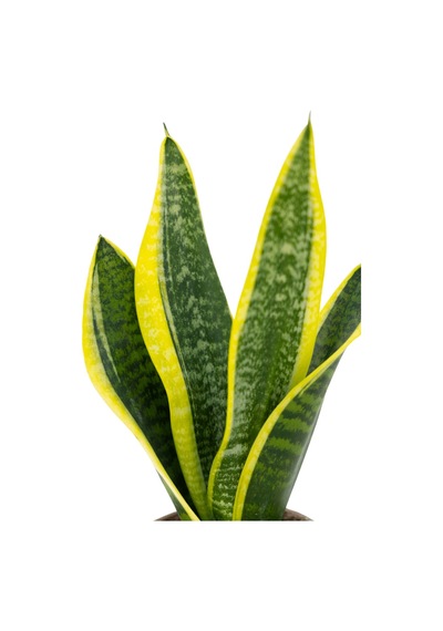 Sanseveria Paşa Kılıcı 20-40 Cm-5947