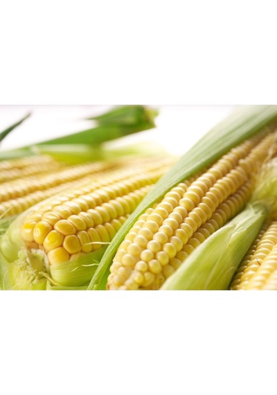 Süper Paket Süt Mısır Tohumu Darı Tohumu Mısır Tohumu 200 Adet Tohum