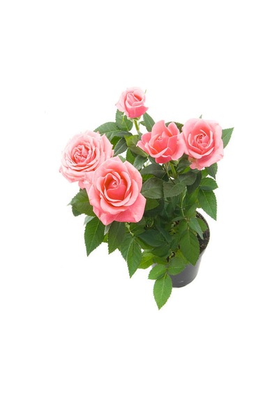 Sarmaşık Gül Fidanı Kokulu Açık Pembe 80 140 Cm Saksılı Aşılı Gül Pink Rose