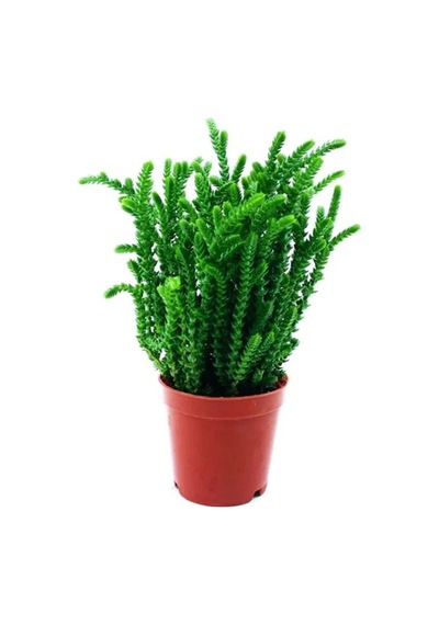 Videolu 1 Adet Prenses Çamı Çiçeği 10-15 Cm Saksılı Çiçekli Bodur Bitkiler Crassula Muscosa
