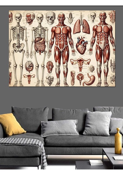 İnsan Anatomisi Ve İskelet Sistemi Dekoratif Kanvas - Mdf Ahşap Tablo