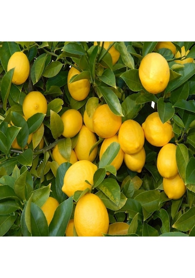 Tüplü Yıl Boyunca Çiçek Açan Yediveren Euroka Limon Fidanı