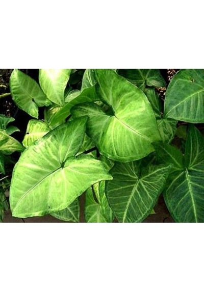 20-40 Cm Melek Kanadı Çiçeği Fidanı