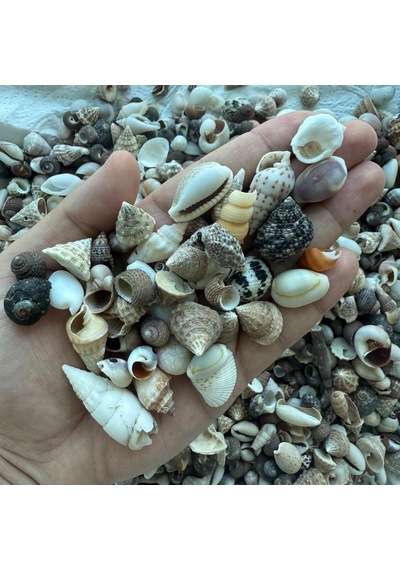 120 Adet, Akvaryum Dekor, Teraryum,saksı, Süsleme İçin Karışık Dekoratif Doğal Deniz Kabukları