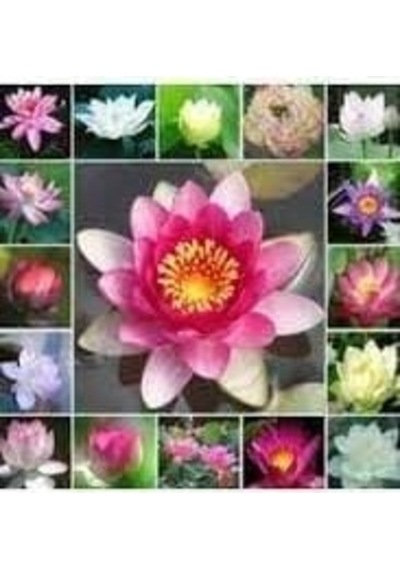 10 Adet Karışık Renkte Lotus Tohumu Nilüfer Tohumu