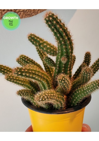 Chamaecereus Silvestrii Kaktüs 1 Adet