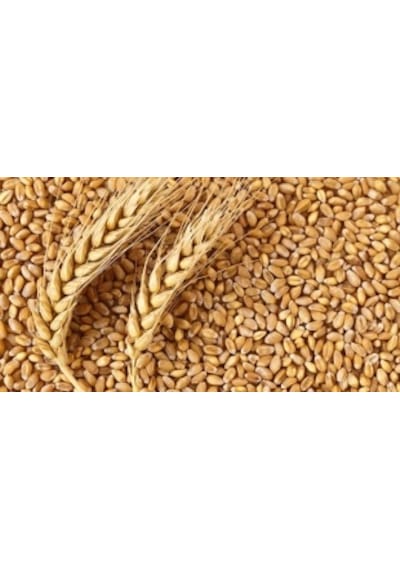 Buğday 2 kg Doğal Buğday Tane Buğday Kuş Yemi Tavuk Yemi Kanatlı