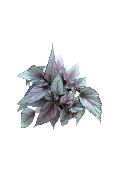Silver Limbo Begonya Rex - Yaprak Güzeli 20 - 40 Cm.