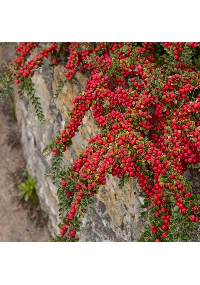 Cotoneaster Horizontalis 10 Adet - Yayılıcı Dağ Muşmulası