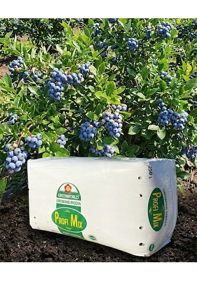 250 Lt Blueberry Yaban Mersini Torfu Ph 3,5-4,2 Asidik Toprak 250 Lt Blueberry Yaban Mersini Torfu Ph 3,5-4,2 Asidik Toprak