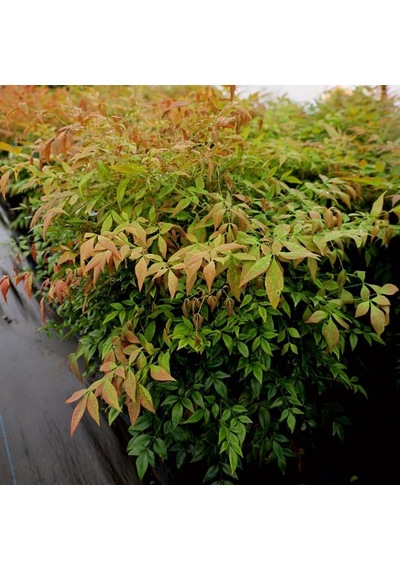 Cennet Bambusu Nandina Fidanı 2 Yaşında Tüplü