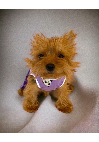 Kemique Chique Purple Panda Tulum Köpek Kıyafeti