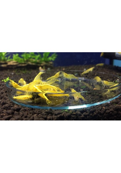 Sarı Ateş Karides 5 Adet 1-1,5cm