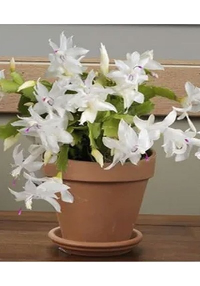Beyaz Yılbaşı Çiçeği Fidanı 20-30 Cm Saksılı Çiçekli Bodur Bitkiler White Zygocactus