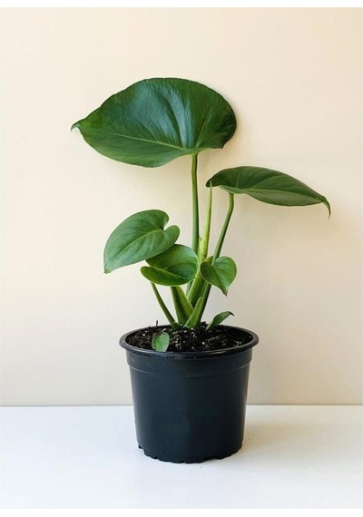 Deve Tabanı-monstera Mini Deve Tabanı