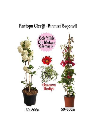 Kartopu Çiçeği 1 Adet +kırmızı Begonvil 1 Adet+ Kırmızı Gazanya Hediyeli Saksılı Bahçe Seti