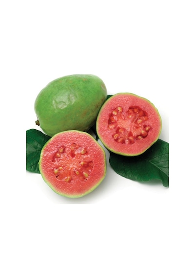 2 Yaş Tropikal Pink Guava Fidanı. Torbada