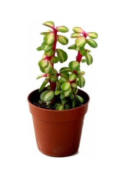 Yeşim Ağacı Çiçeği - Portulacaria Afra Variegata 10 Adet