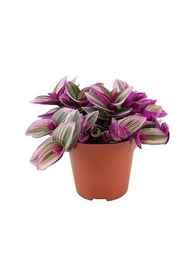 Pembe Yapraklı Tradescantia Nanouk Telgraf Çiçeği 10-20 Cm